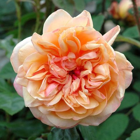 Clementina Carbonieri rose bloom with apricot-orange and cream layered petals