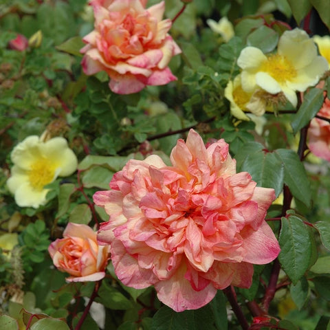 Clementina Carbonieri rose bloom in pink and peach with green leaves
