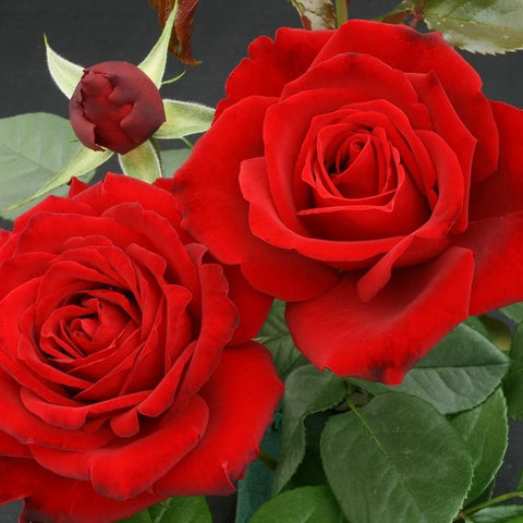 Crimson Cascade rose plant with red double blooms and green leaves