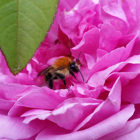 Comte de Chambord rose flower with a bee on bright pink petals