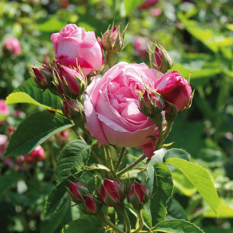 Comte de Chambord rose, pink flowers on stems with surrounding buds