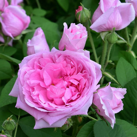 Comte de Chambord rose cluster, pink blooms on stems with green leaves
