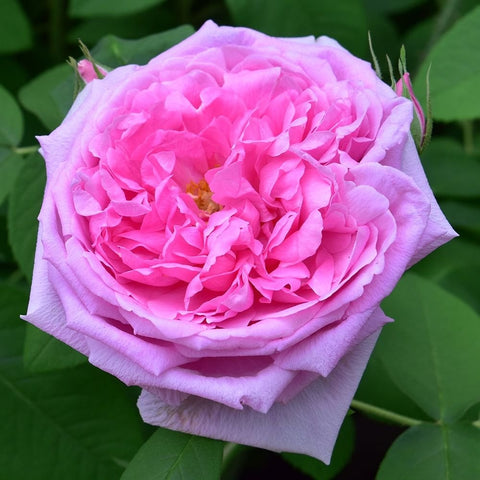 Comte de Chambord rose, large ruffled light pink flower