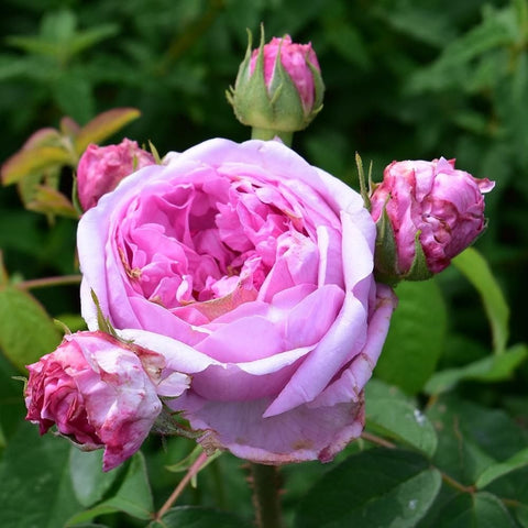 Comte de Chambord rose with open pink bloom and buds