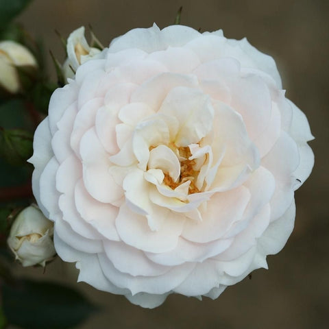 White double rose bloom with layered petals and a visible yellow center