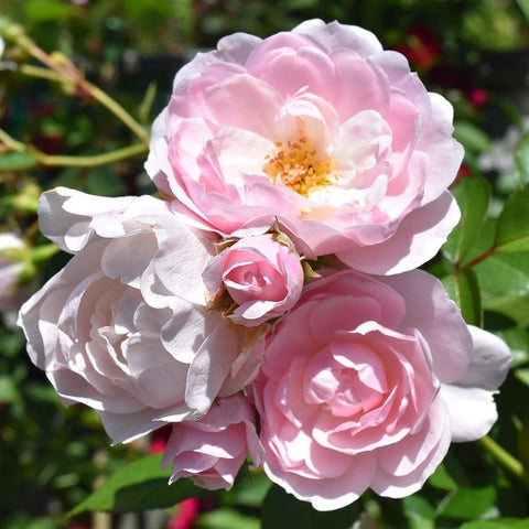 Pink and white double rose cluster with layered petals and golden centers