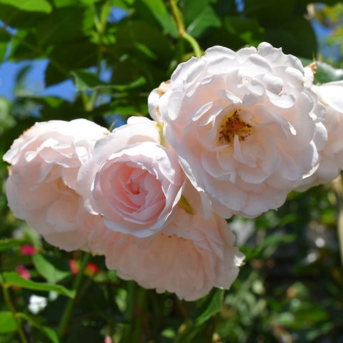 Three white double roses with soft blush undertones and layered petals