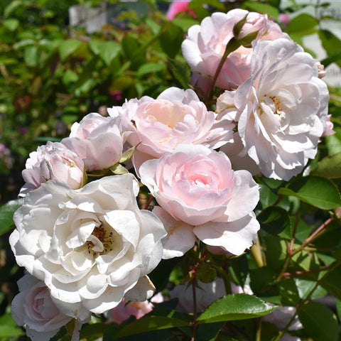 Pink-and-white double rose spray with buds and layered petals