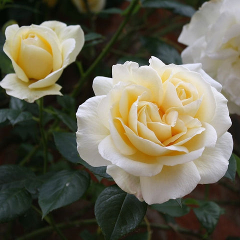 Creamy white and pale yellow rose bloom with layered petals and green leaves