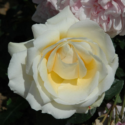 Large pale yellow center rose bloom with white outer petals and green foliage