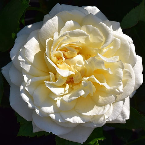 White rose bloom with pale yellow inner petals and curled layered petals on leaves