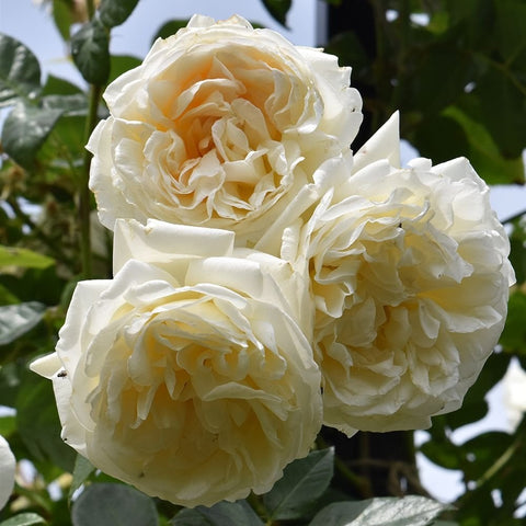 Cluster of white rose blooms with ruffled petals and green leaf sprigs