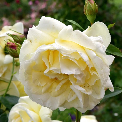 Cream-white rose bloom with pale yellow center and green leaves on a stem