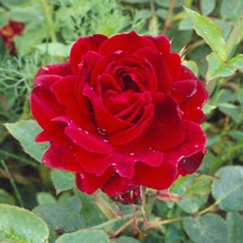 Red rose bloom with layered petals and green leaves, close-up