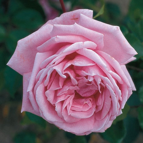 Pink rose bloom with layered petals