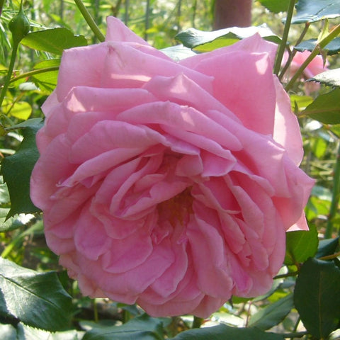 Soft pink double rose flower with many layered petals