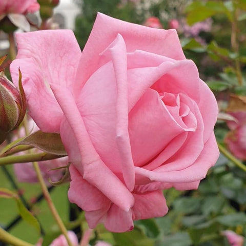 Light pink rose blossom with cupped, layered petals