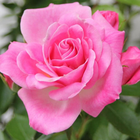 Pink rose bush with double blooms and green leaves, close-up