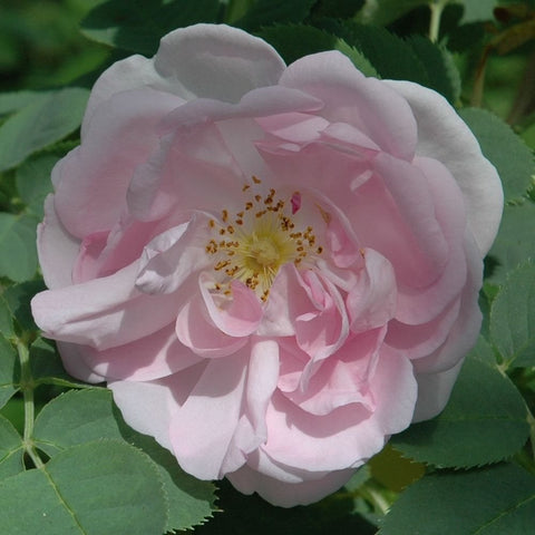 Light pink and white rose flower with layered petals and yellow center