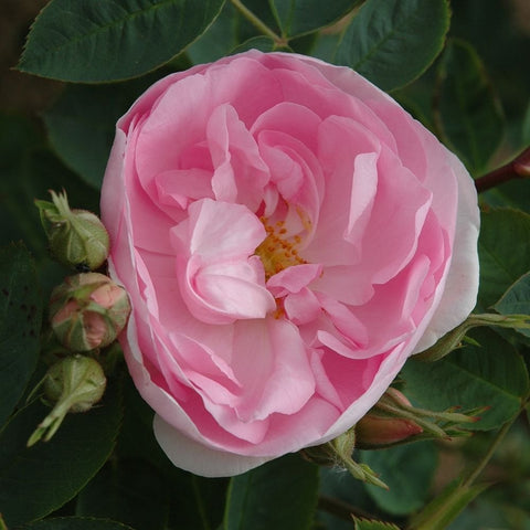 Pink rose bloom with layered petals and yellow stamens, surrounded by green leaves