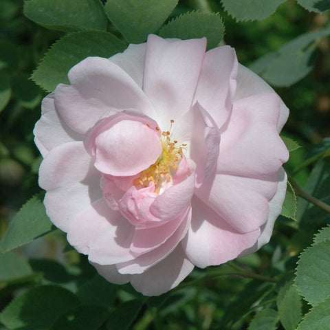 White and blush pink rose bloom with curled petals and yellow stamens