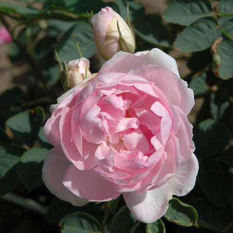 Pink rose flower with ruffled petals and green leaf clusters, plus buds
