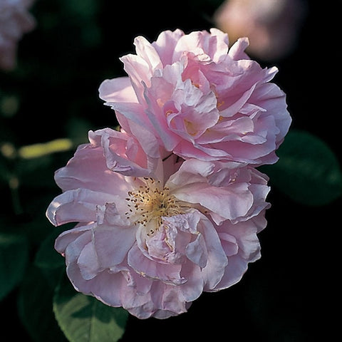 Celsiana bare-root rose with pale pink layered petals and yellow center