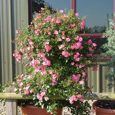 Coral pink flowering rose shrub with dense green leaves