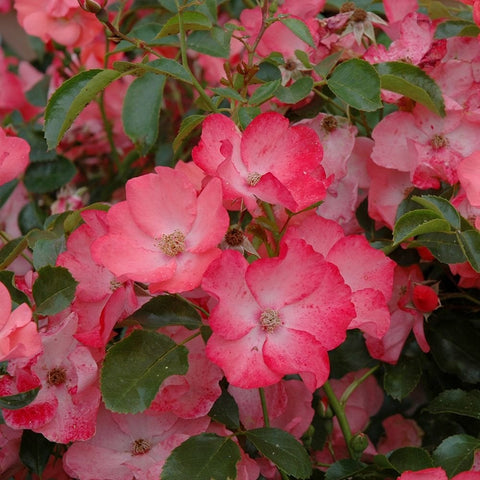Coral pink rose clusters with green leaves on branching stems