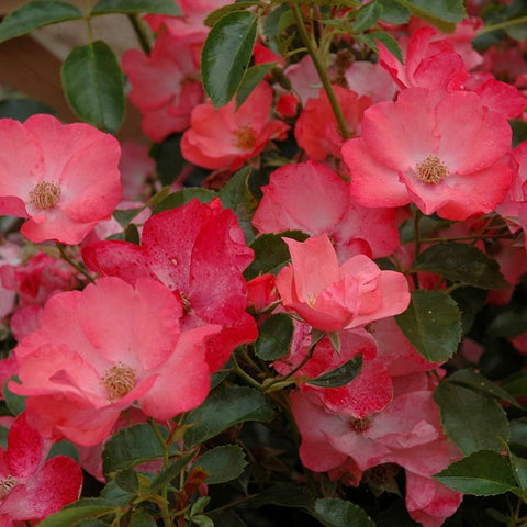 Coral pink rose blooms with visible green leaf texture