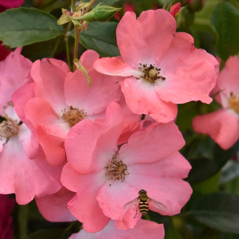 Coral pink rose flowers and buds with green foliage