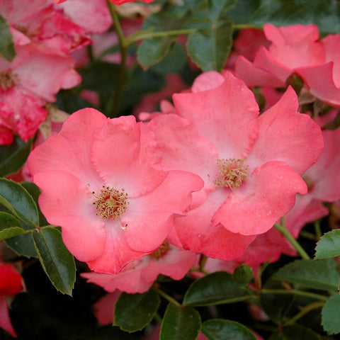 Coral pink rose flowers with yellow center stamens and dark green leaves