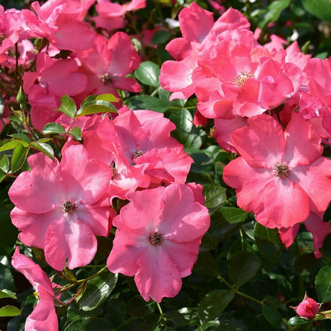 Coral pink rose blossoms and buds among glossy green leaves