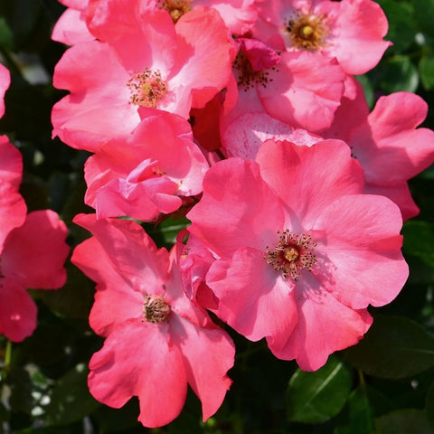 Coral pink rose blossoms with yellow centers and green leaves