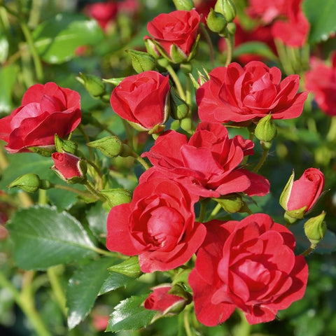 Close-up of bright red rose blooms with green buds and serrated leaves