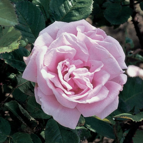 Soft pink rose bloom with ruffled petals surrounded by dark green leaves