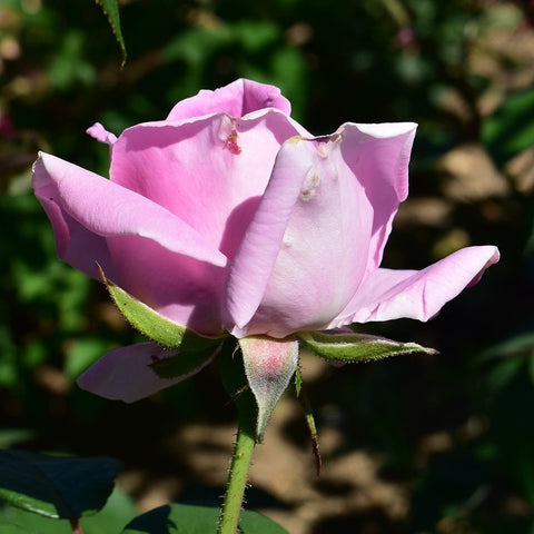 Pink rose bud and open bloom on a green stem, with petals and leaves