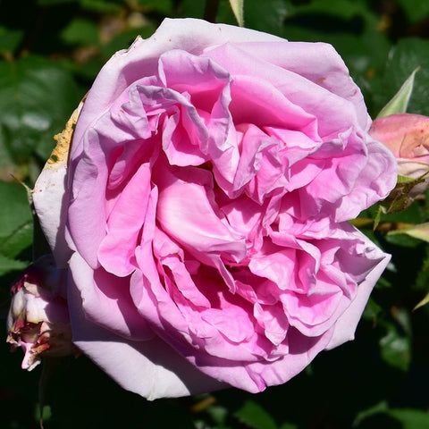 Pink rose with voluminous ruffled petals on a leafy branch