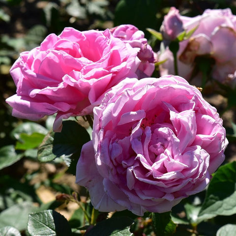 Two pink rose blooms with ruffled petals and green foliage