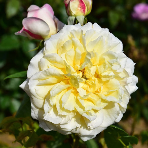 Yellow and white double rose bloom with green leaves