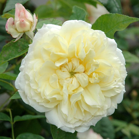 Creamy yellow double rose bloom with a small bud and green leaves