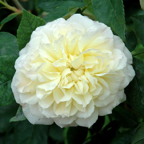 White double rose bloom with a pale yellow center on green leaves