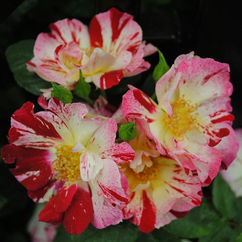 Red, pink, and white rose flowers with speckled and blotched petals