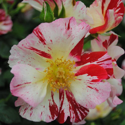 Close-up of white rose petals with red stripes and speckles, yellow center