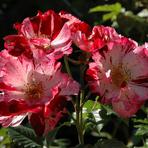 Cluster of red and pink rose flowers with white blotches and yellow centers