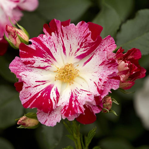 Single pink and white rose flower with bold red streaks and a yellow center