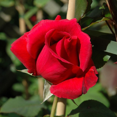 Bright red single rose bloom with green leaves and stem on bush