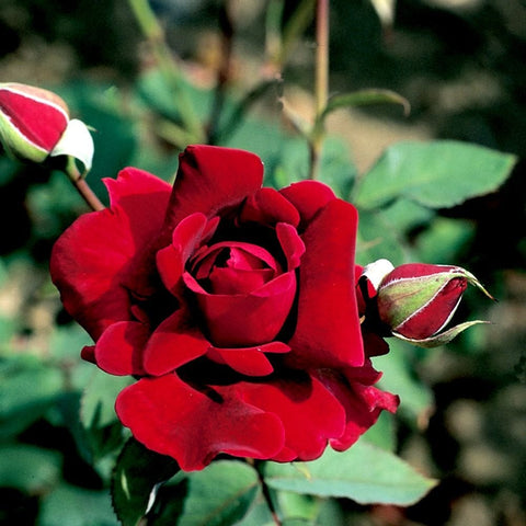 Crimson Glory climbing rose bloom with deep red petals and layered center
