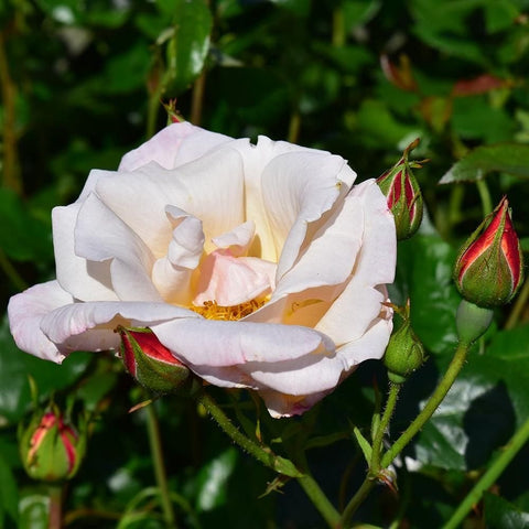 White rose in bloom with red-tinged buds and green stems and leaves