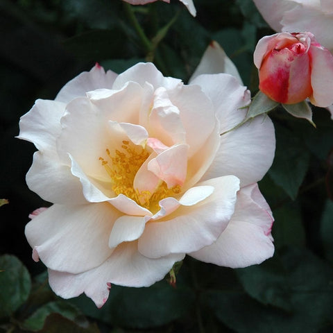 Close-up white rose flower with pale pink highlights and green leaf support